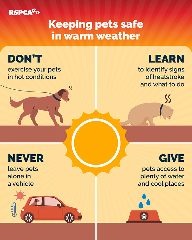 Info graphic of how to keep pets safe in warm weather. 